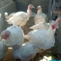 بوقلمون پرورشی|حیوانات مزرعه|بیستون, |دیوار