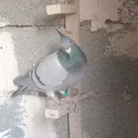 کفتر پرشی
