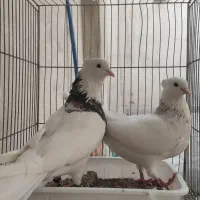 کفتر کبوتر طوقی هفت رنگ