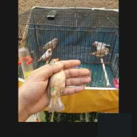 جفت اورنج جفت جامبو. ماده ایزابل ماده فاعو. مولد