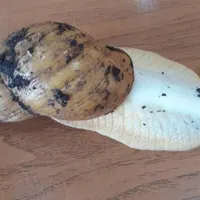 حلزون