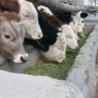 گوسالهسمینتال|حیوانات مزرعه|بشاریات, |دیوار