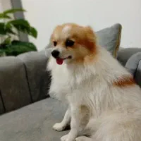 قیمت۲۰ میلیون