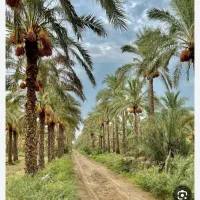 فروش ۲۵۰نخل زیارت