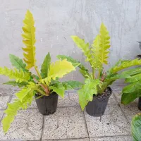 انواع گیاهان اپارتمانی