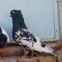 کله سیاه سینه زرد