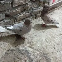 کفتر دم سفید|پرنده|نیشابور, مازول|دیوار