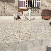 بز مطفل|حیوانات مزرعه|اهواز, کمپلو شمالی|دیوار