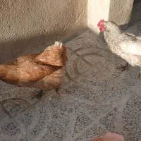 دوعدد مرغ تخم گزار