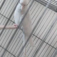 عروس هلندی آلبینو مست بخوان آماده جفت