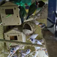 طوطی عروس، فنچ،طوطی برزیلی