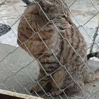 واگذاری گربه عقیم شده رام و مهربان یه دست نداره