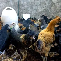 مرغ جهادی نژاد تخمگذار و گلپایگانی|حیوانات مزرعه|کاشان, خرمدشت|دیوار