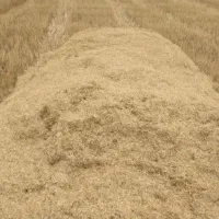 کاه گندم