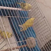 سه عدد جوجه مرغ عشق دوماونیمه دستی دستی