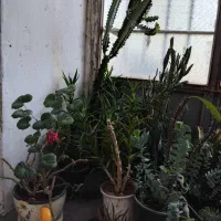 گل وگیاه