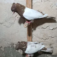 کبوتر بهبهانی و رنگی