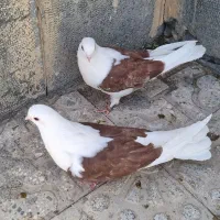 کبوتر دوکت
