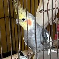 عروس هلندی جوجه بالغ دستی و سخنگو وجفت همه مدل رنگ|پرنده|اسدآباد, |دیوار