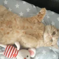 بچه گربه بریتیش|گربه|تبریز, |دیوار