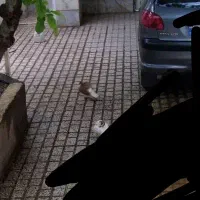 ساده عویدی سرخ .گمشده( شیرسرخ )