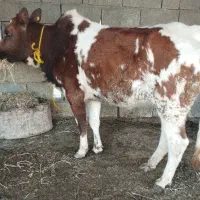 گاو قربانی نزاییده چاق و پروار دورگ محلی