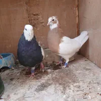 کبوتر طوقی|پرنده|شیراز, شهرک رضوان|دیوار