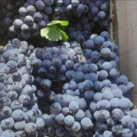 انگور ش اورگانیگ دیم سردشت کردستان سیاه کشمش آفتاب