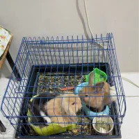 ۳تا خرگوش لپ مینیاتوری بهمراه قفس و لوازم و غذاها