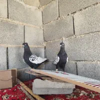 کبوتر|پرنده|زرین دشت (فارس), |دیوار