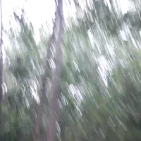 تقریبا ۱۶ عدد درخت
