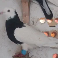 کفتر صید رنگه وتهرانی|پرنده|مشهد, شهید آوینی|دیوار