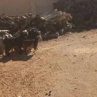 فروش بزغاله|حیوانات مزرعه|نجف‌آباد, حومه نجف آباد|دیوار