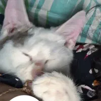 گربه ی خونگی ملوس