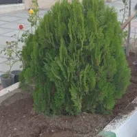 گل کاری و باغچه سازی وهرس|خدمات باغبانی و درختکاری|قم, آزادگان|دیوار