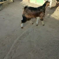 تروشت فروشی