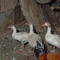 غاز|حیوانات مزرعه|اهواز, چنیبه پایین|دیوار