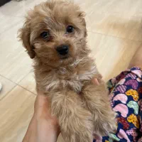 فروش توله پودل