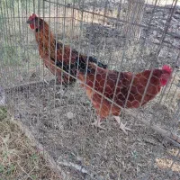 جوجه خروس آستانه