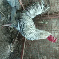 خروس محلی اصل معاوضه با ps2|حیوانات مزرعه|خاش, |دیوار