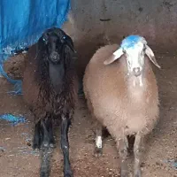 بهمن شجاع