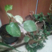 گل و گیاه|گل و گیاه طبیعی|اصفهان, قائمیه|دیوار