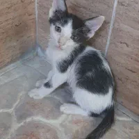 واگذاری رایگان گربه نر
