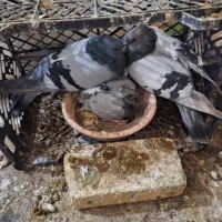 نروماده سبز کاغذی باجوجه بهشرط|پرنده|پیر بکران, |دیوار