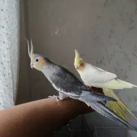 عروس هلندی دستی