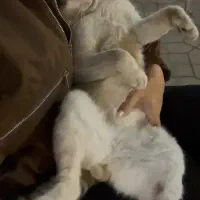 واگذاری گربه|گربه|سرخرود, |دیوار