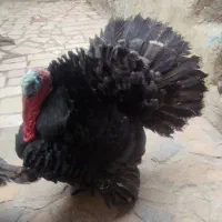 بوقلمون