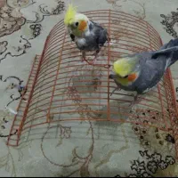 دو عدد عروس هلندی نر و ماده