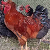 خروس