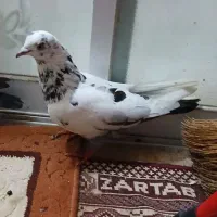 کبوتر|پرنده|رشت, حمیدیان|دیوار